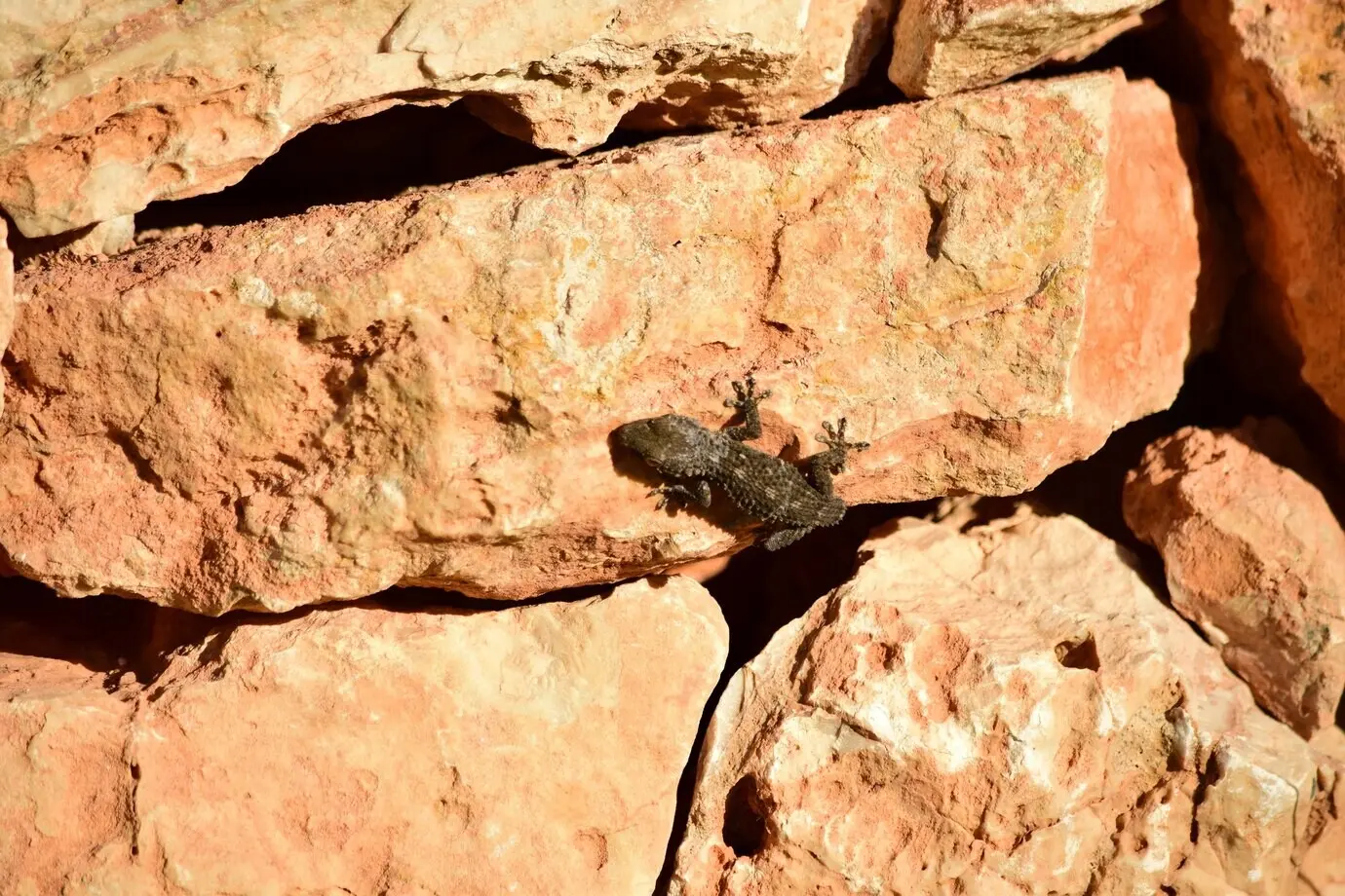 Ein Moorischer Gecko kriecht tagsüber im Sonnenlicht auf den Felsen auf Malta.